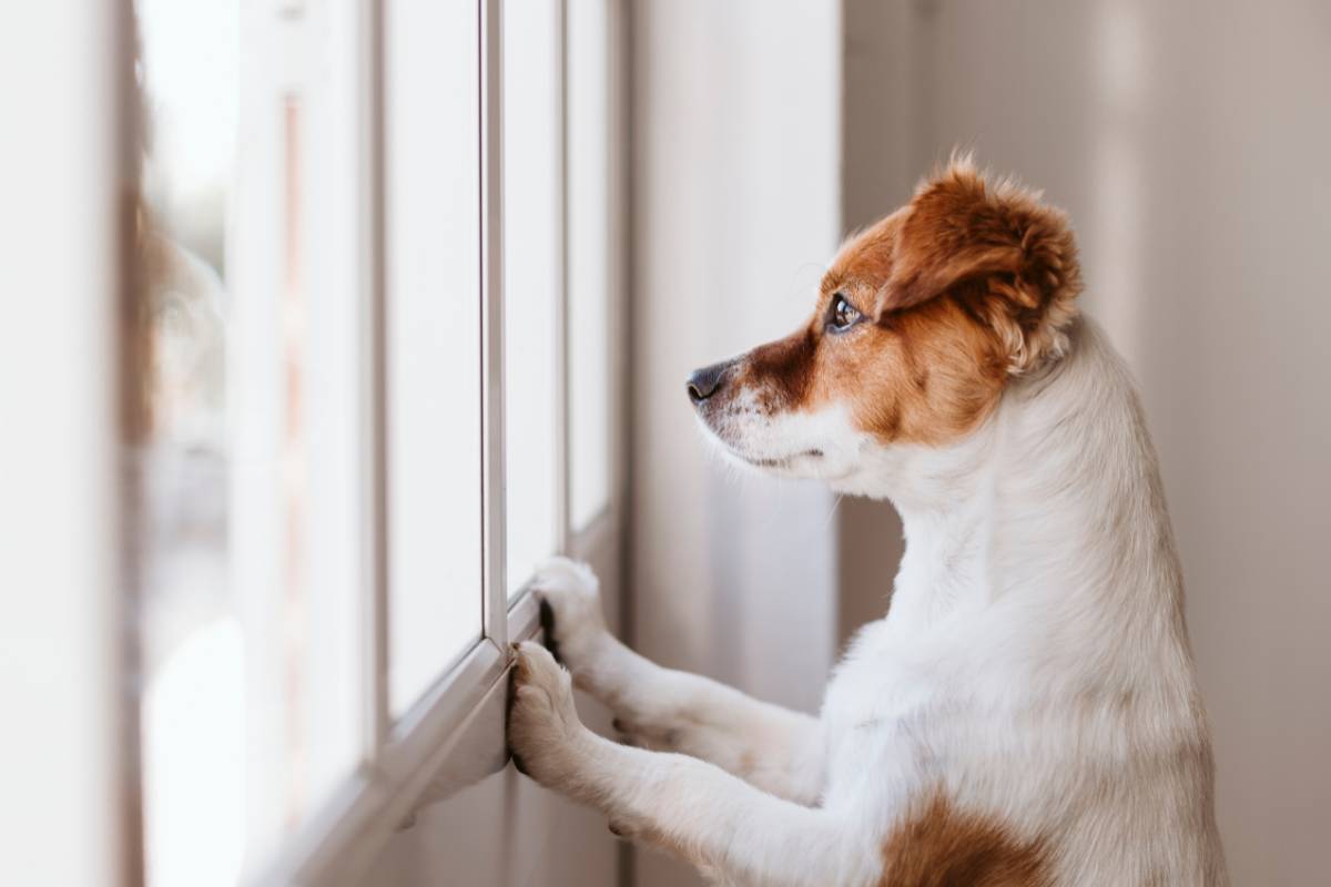 Cosa sente un cane lasciato solo a casa? Le conseguenze possono essere gravi